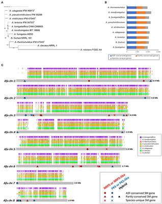 Interspecies Genomic Variation and Transcriptional Activeness of Secondary Metabolism-Related Genes in Aspergillus Section Fumigati